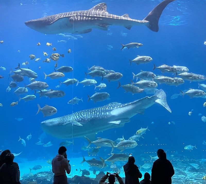Georgia Aquarium — Tourist Attractions in Atlanta
