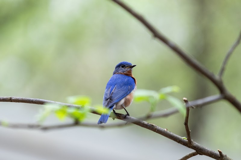 Dunwoody Nature Center — Parks & Nature in Atlanta